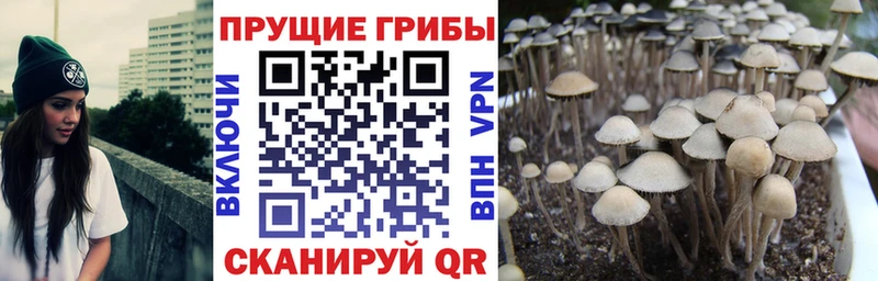 мега tor  Новотроицк  Галлюциногенные грибы Psilocybe  наркошоп 